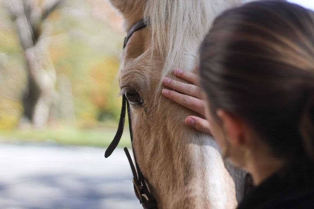 Equine Assisted Therapy: How Horses Support Emotional Healing and Mental Health — holistic health