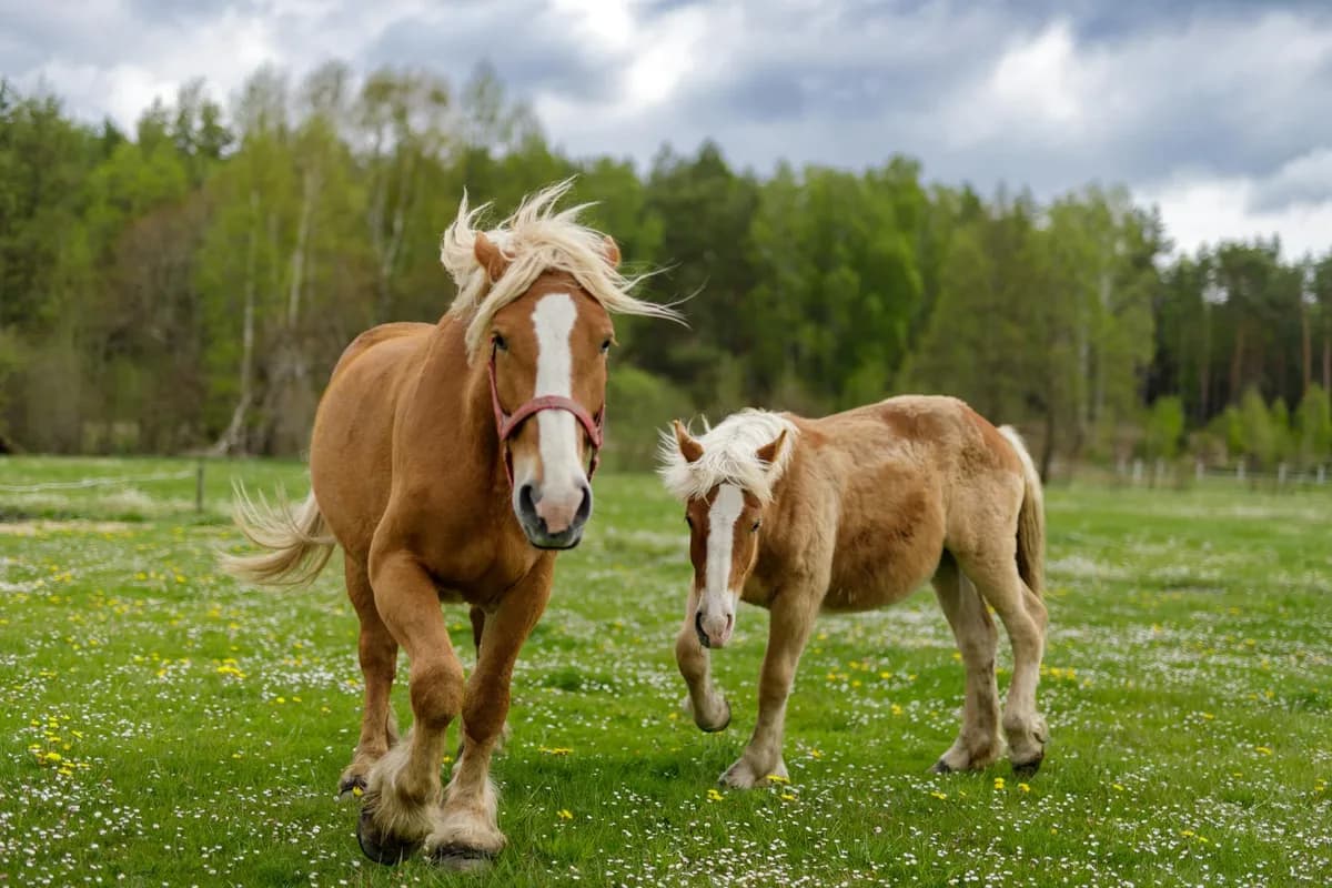 Equine Assisted Therapy — Holistic assisted therapy